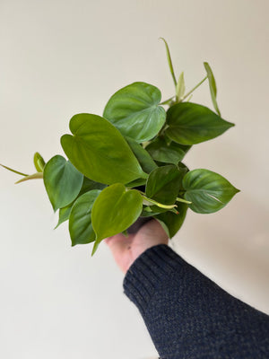 Philodendron Scandens (12cm pot)