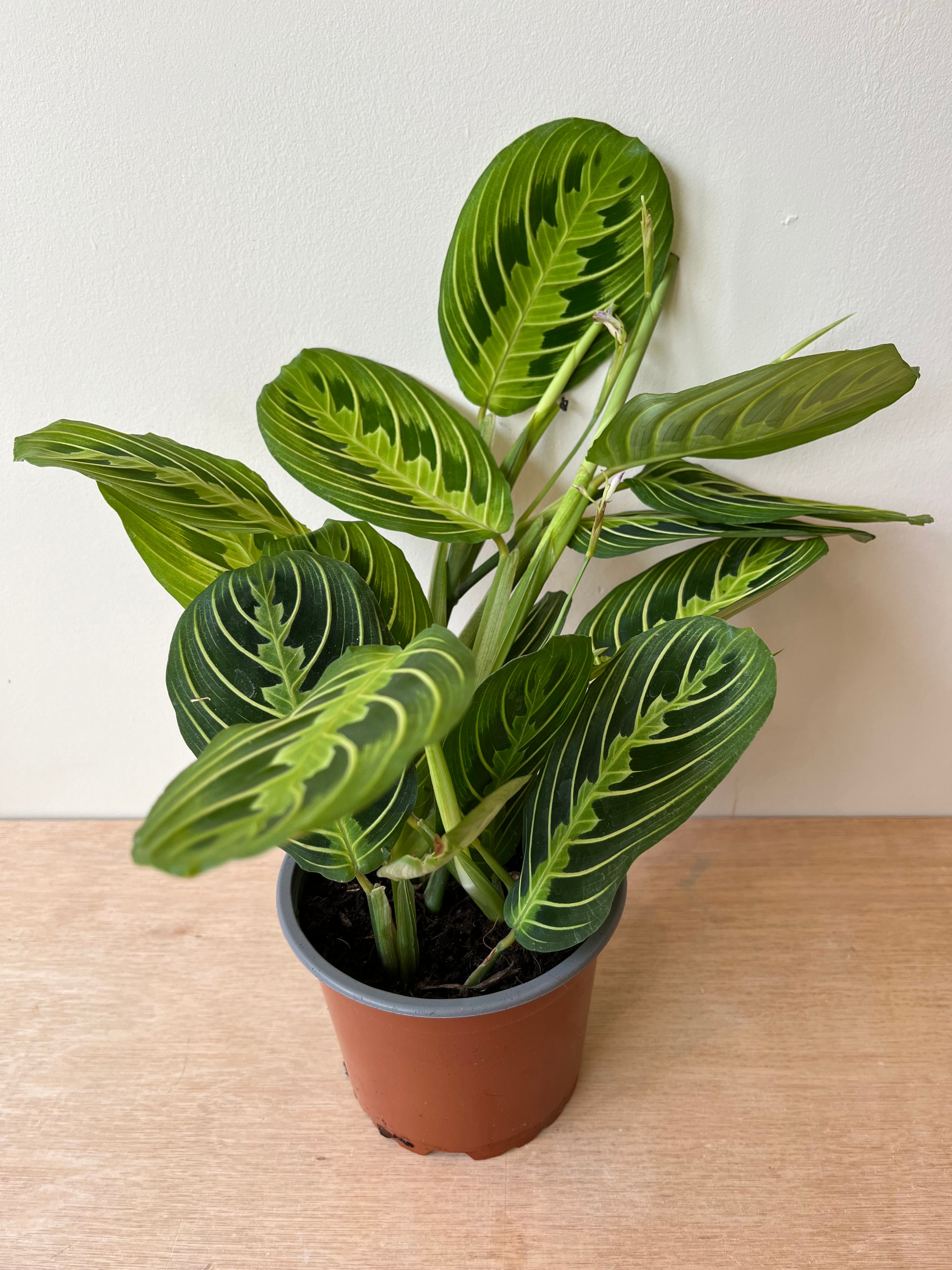 Maranta Lemon & Lime