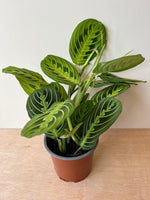 Maranta Lemon & Lime