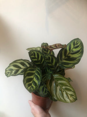 Calathea Makoyana (14cm pot)