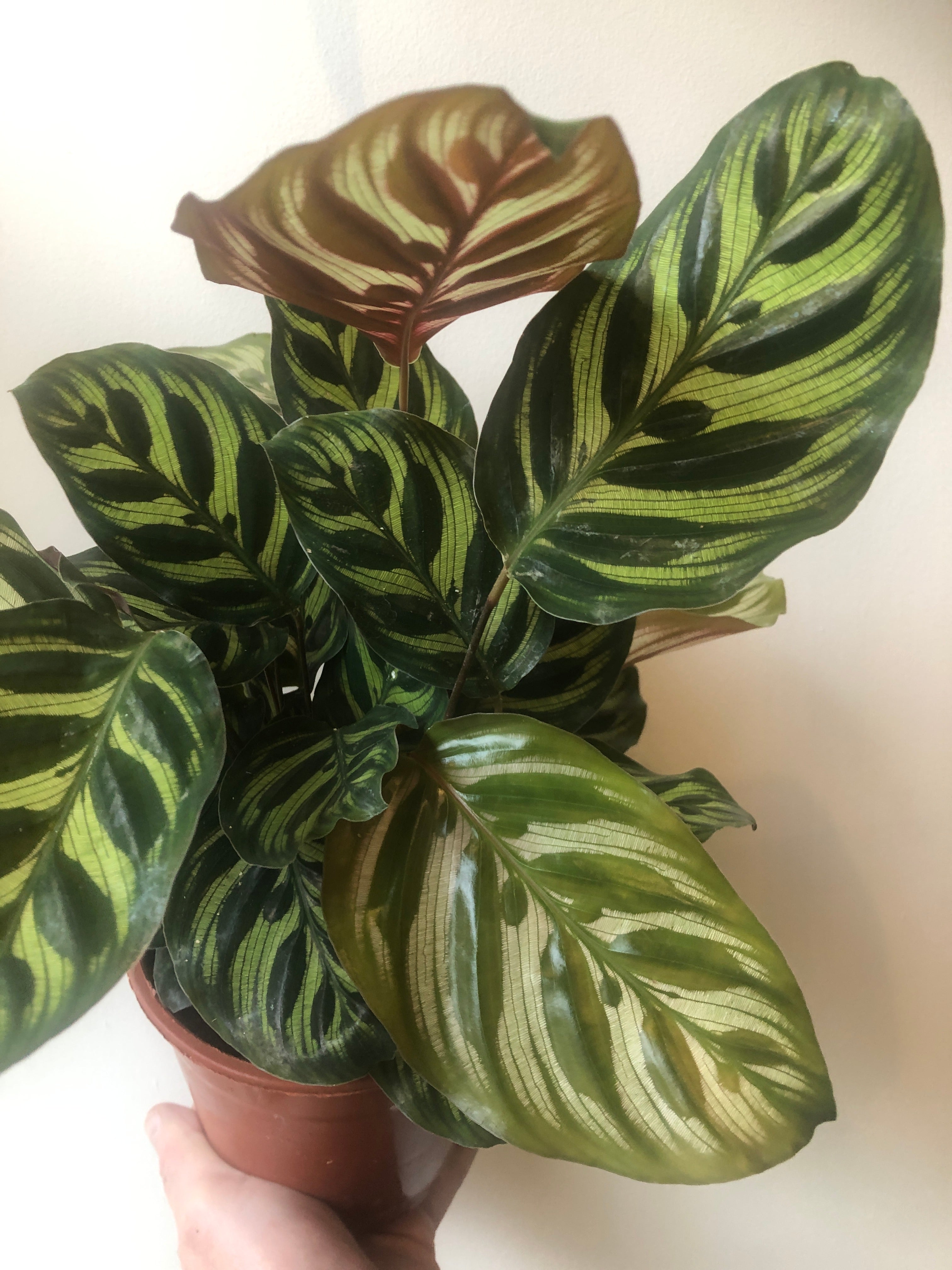 Calathea Makoyana (14cm pot)