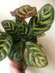 Calathea Makoyana (14cm pot)