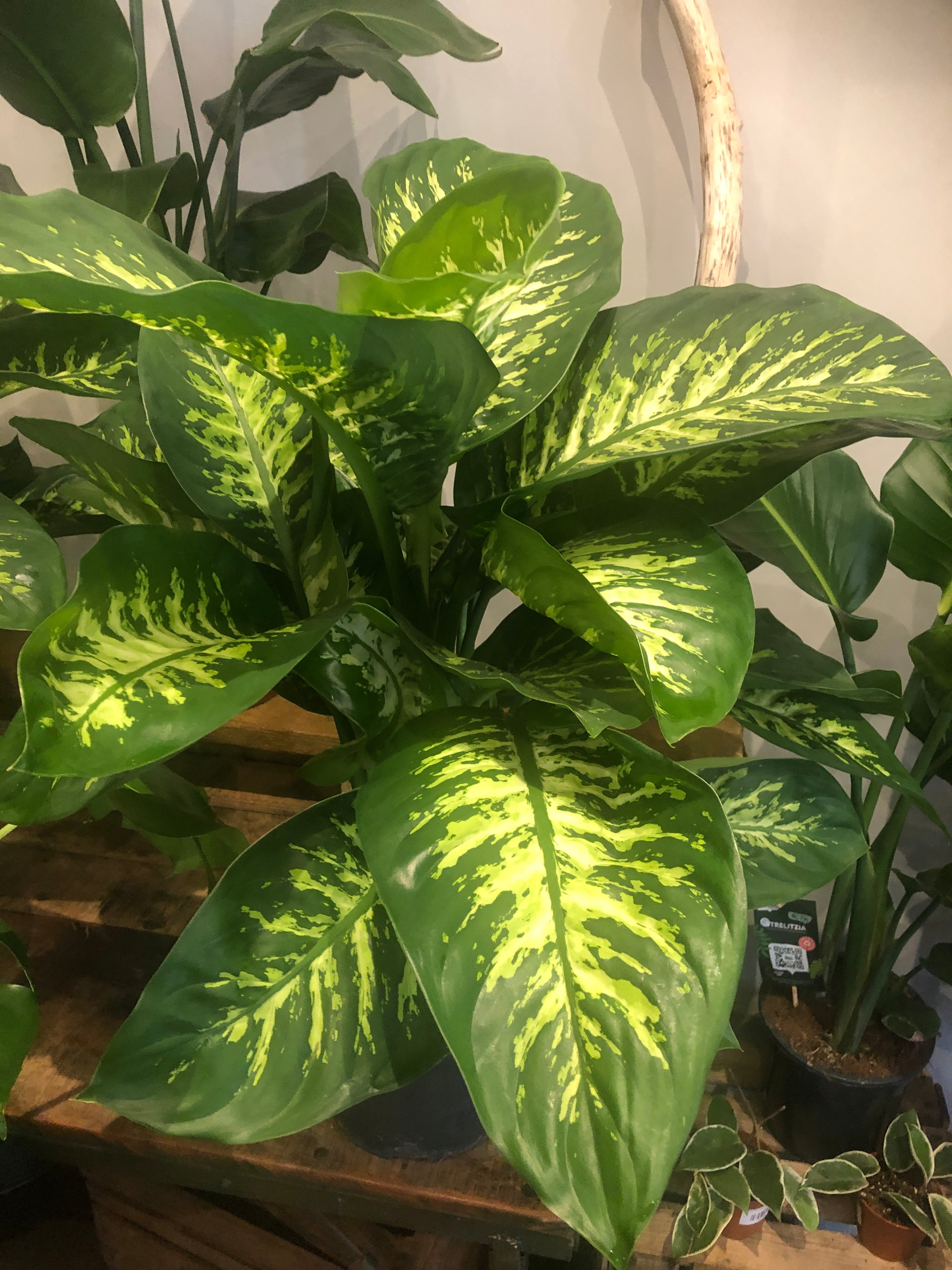 Dieffenbachia Reeva