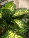 Dieffenbachia Reeva