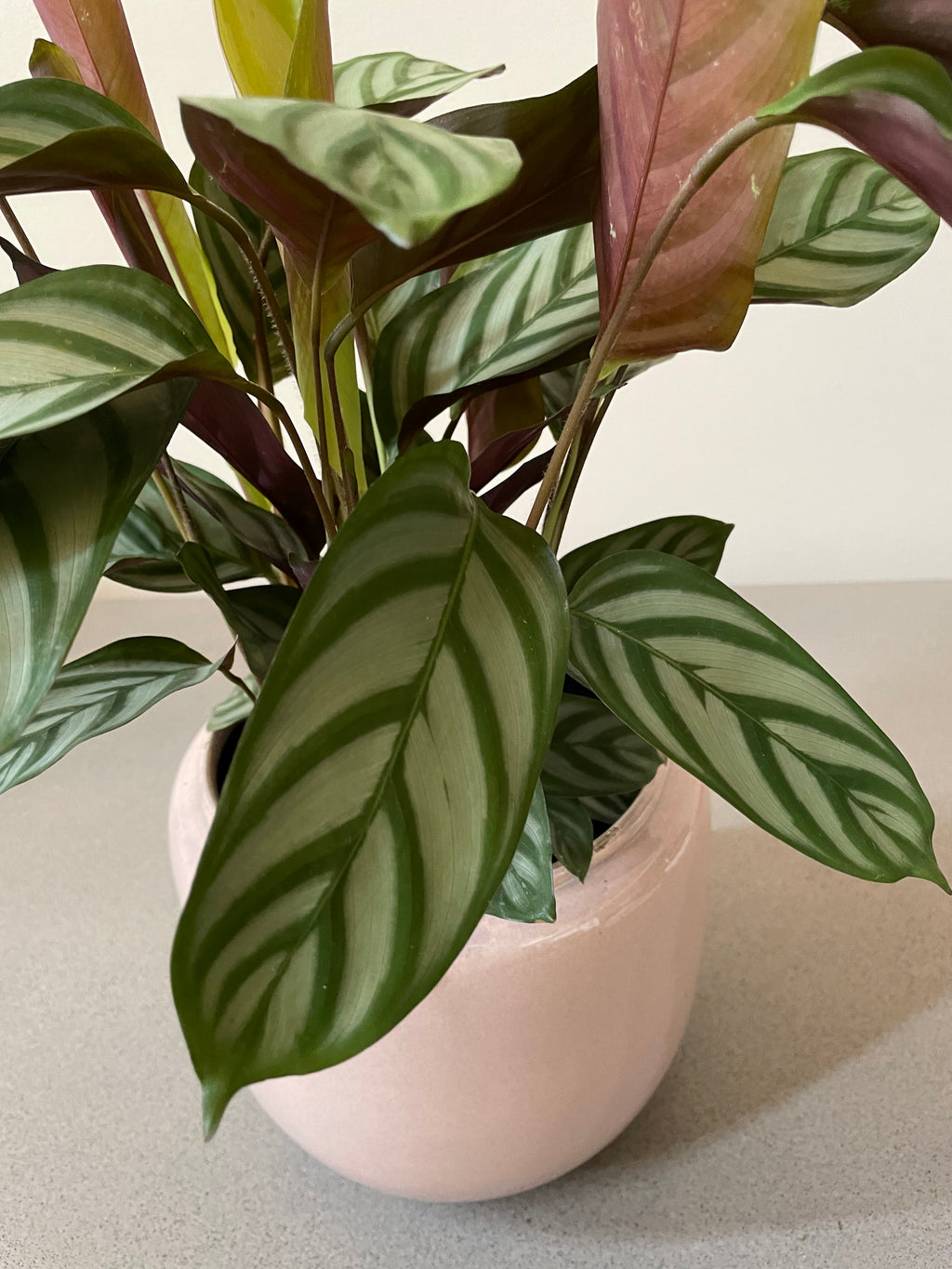 Ctenanthe Compactstar (19cm pot)