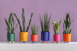 Plant Pot Double Funky Small