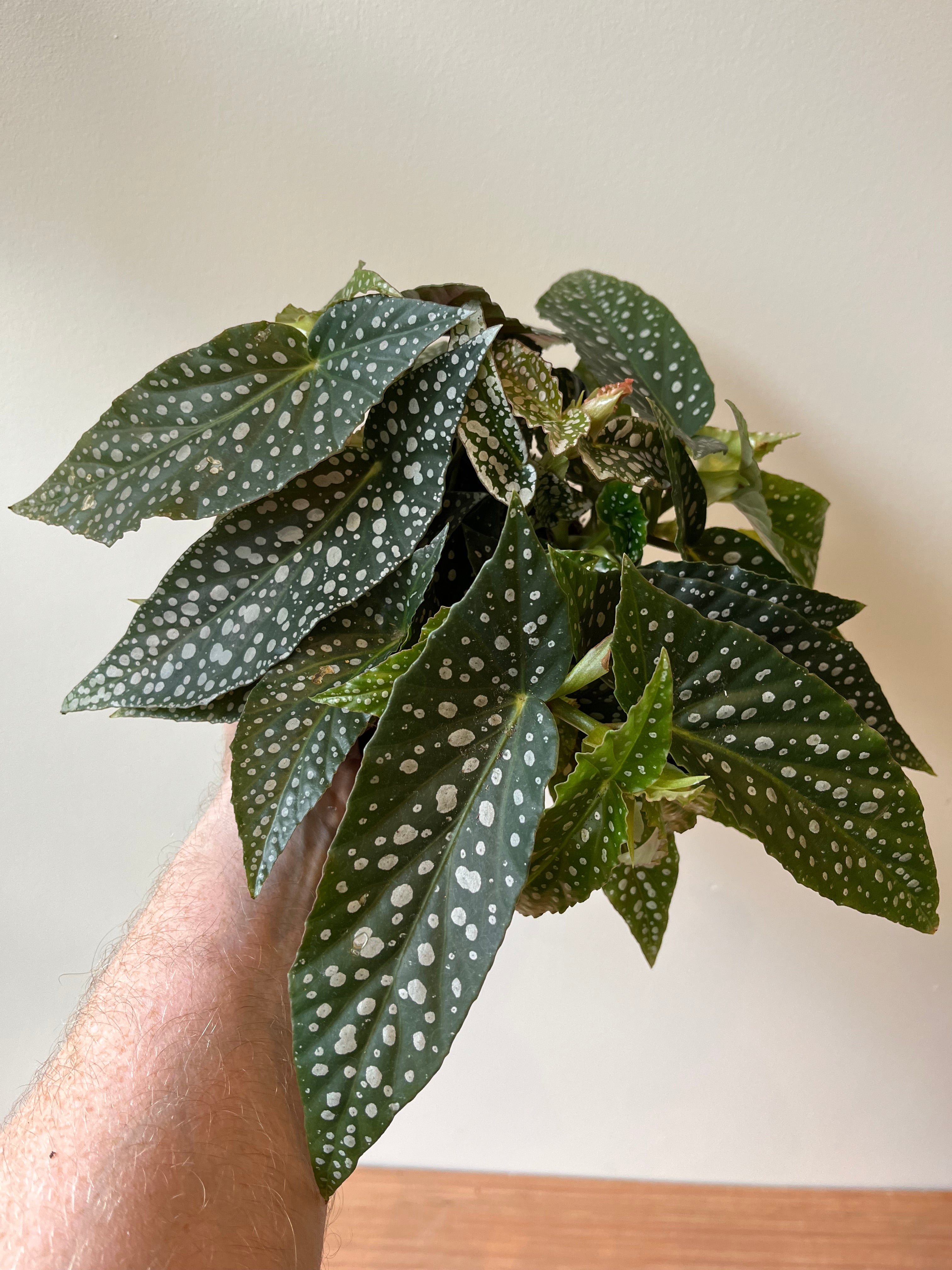 Begonia Maculata Double Dot