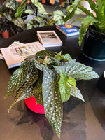 Begonia Maculata Double Dot