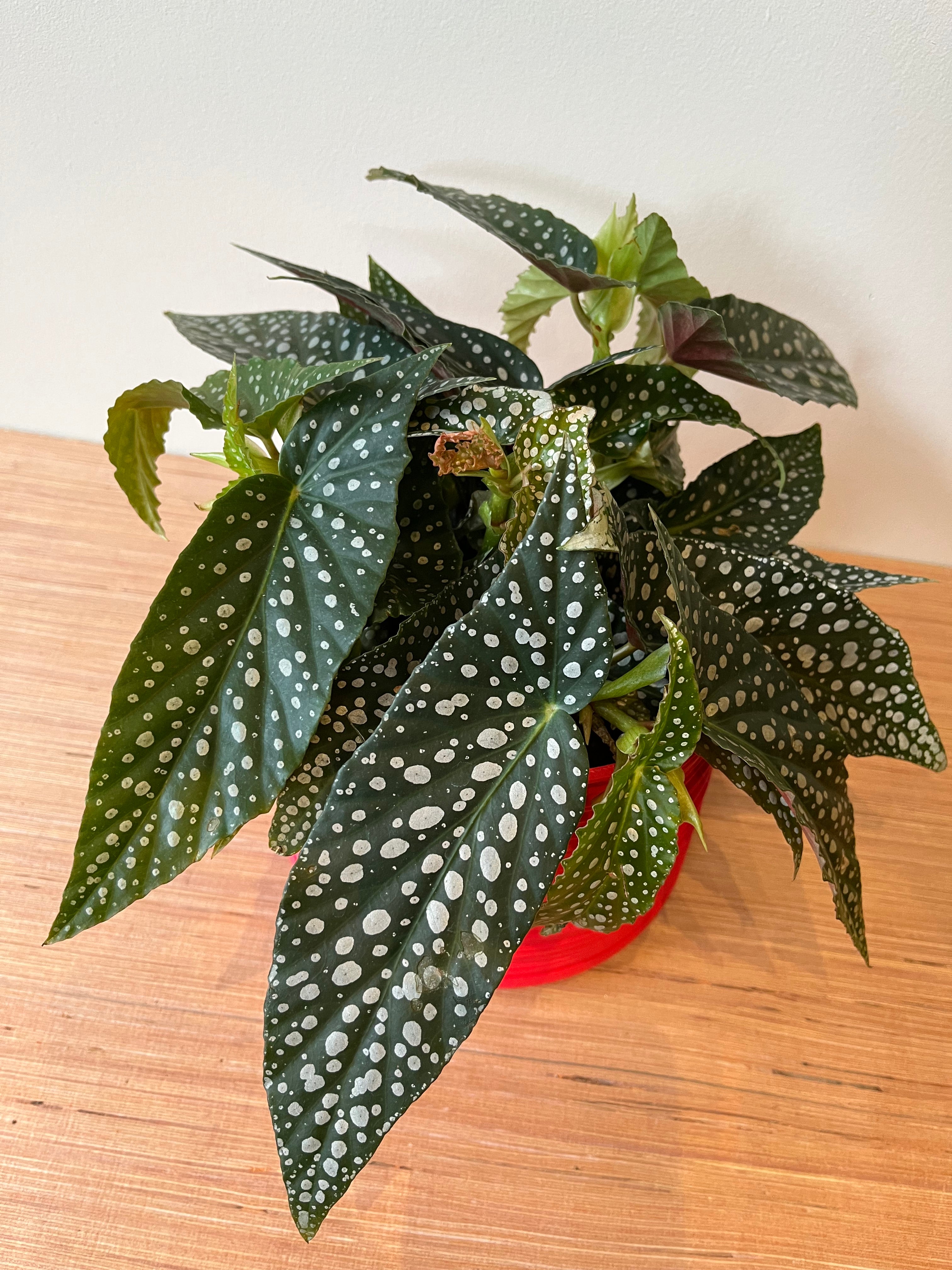 Begonia Maculata Double Dot