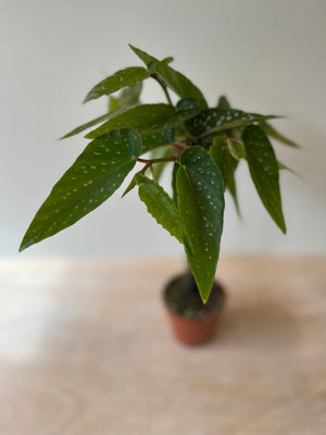 Bamboo Begonia