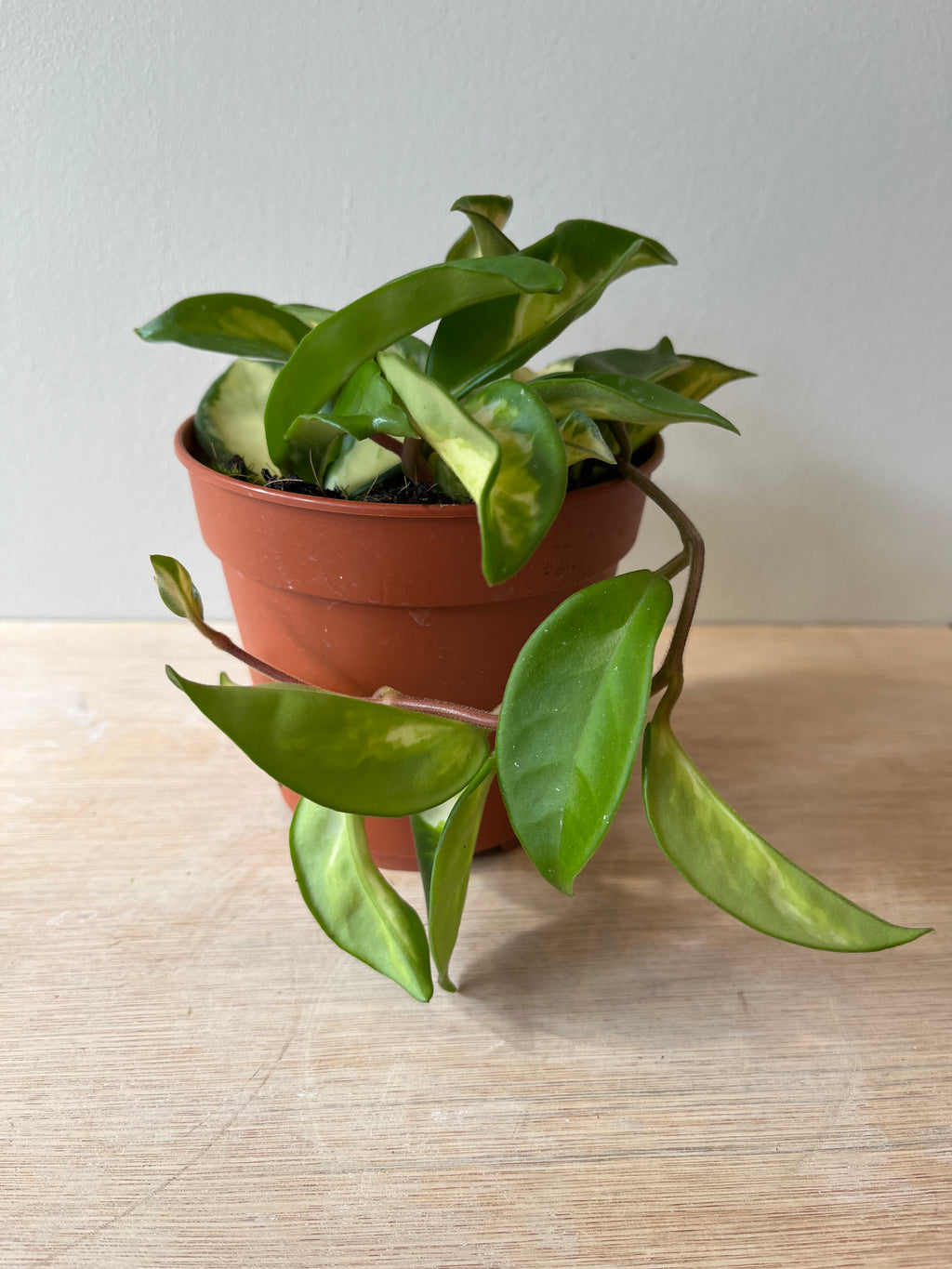 Hoya Carnosa Tricolor