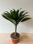 Dracaena Janet Craig