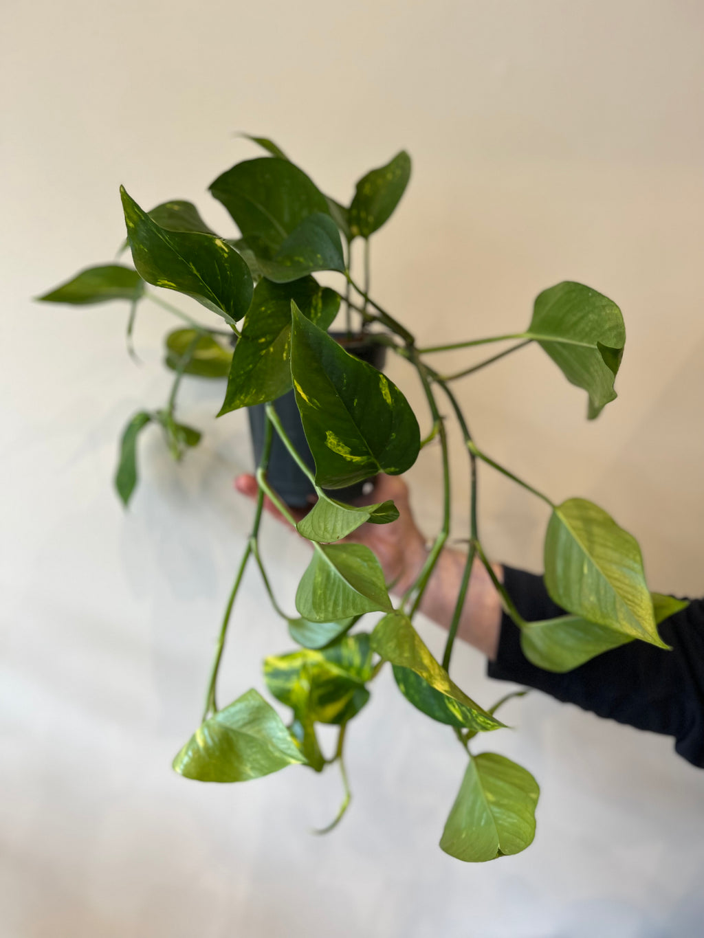 Epipremnum pinnatum aureum
