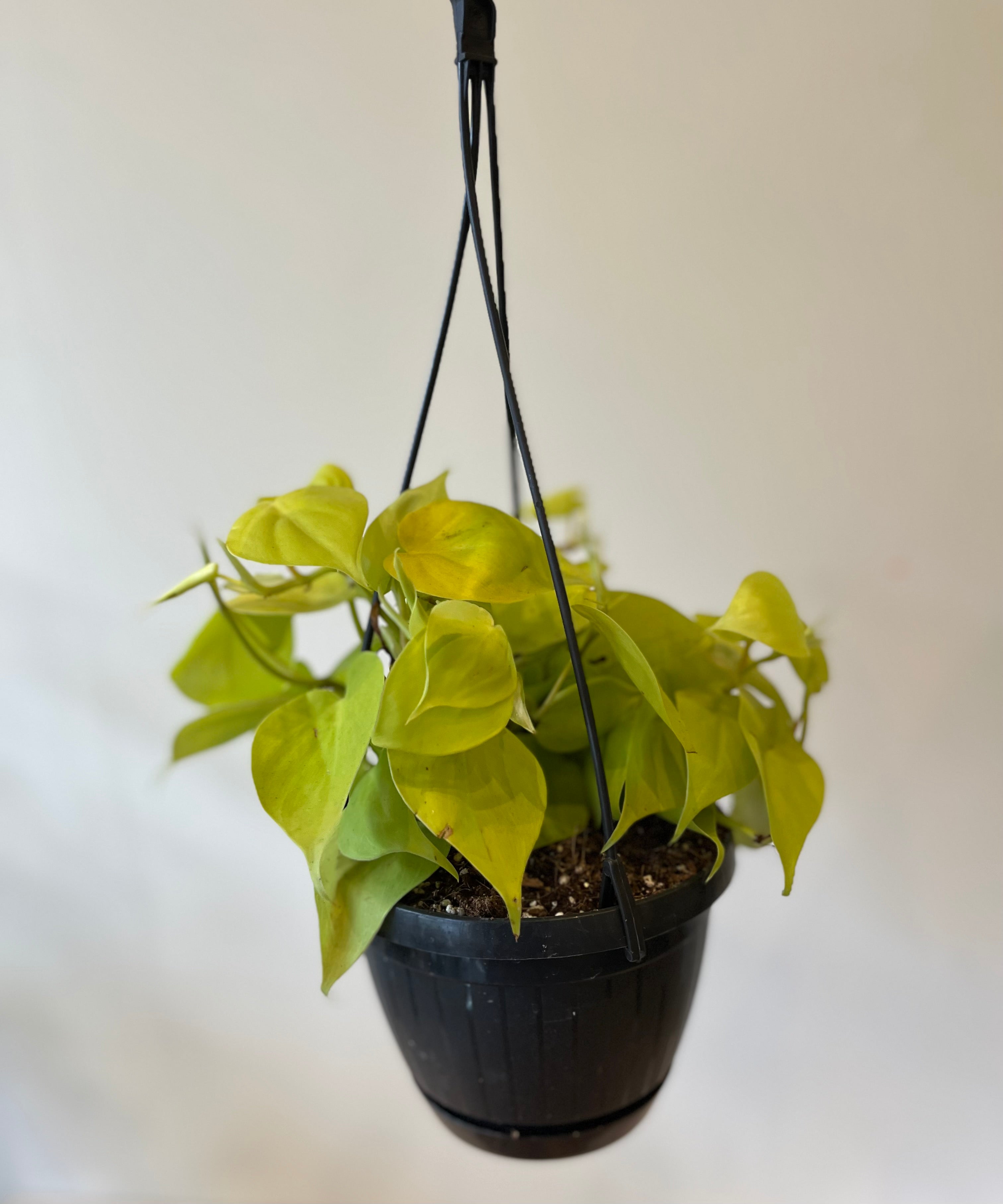 Philodendron Scandens Micans Lime