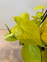 Philodendron Scandens Micans Lime