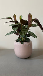 Ctenanthe Compactstar (19cm pot)