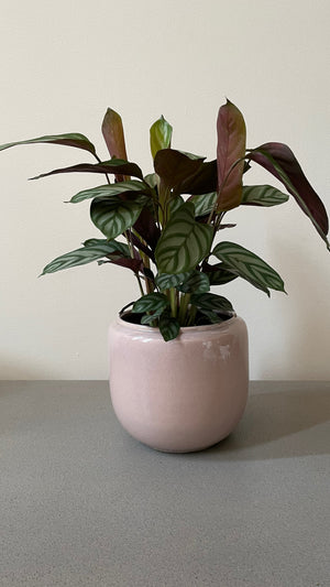 Ctenanthe Compactstar (19cm pot)