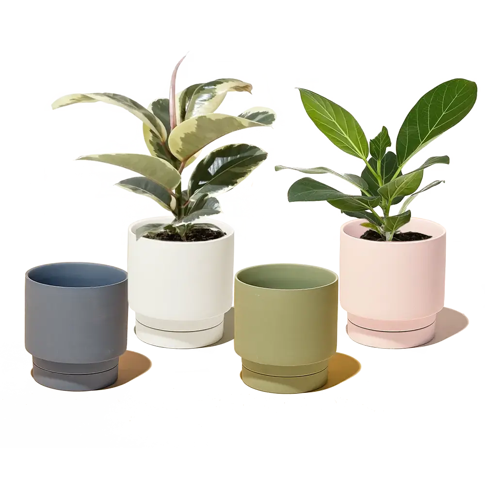 Casey, 5" Pot & Saucer: Olive