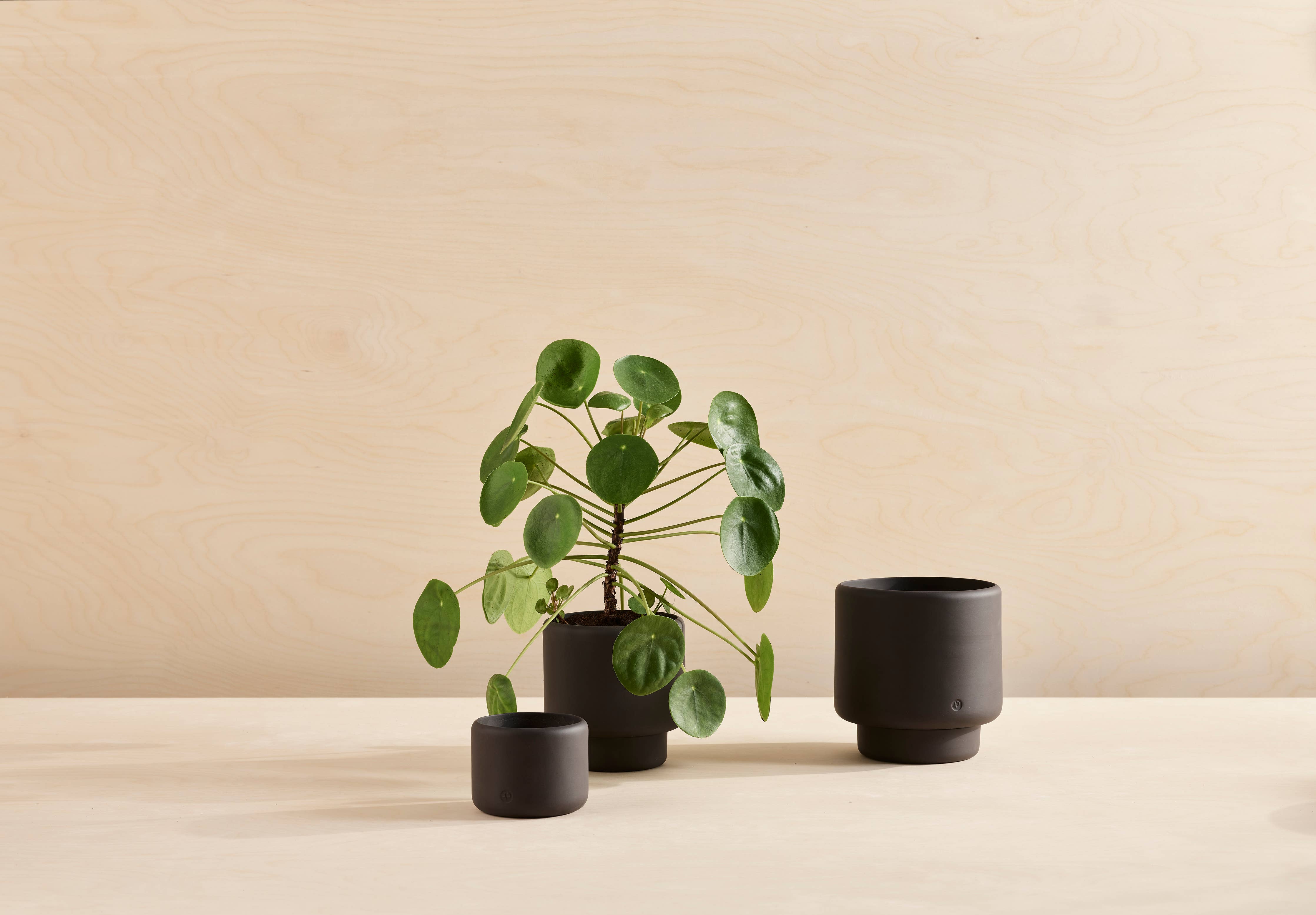 BOTANY porcelain plant pot LARGE: Dark Terracotta