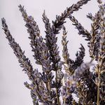 Dried Lavandin Bunches - Dried Flowers