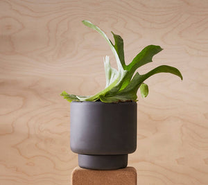 BOTANY porcelain plant pot MEDIUM: Dark Terracotta