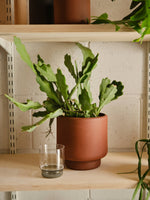 BOTANY porcelain plant pot LARGE: Graphite Black