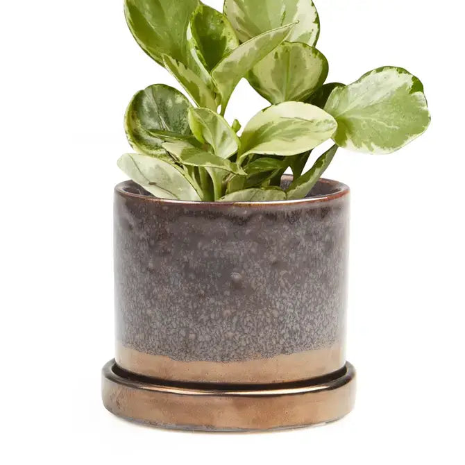 Minute - Glazed Modern Ceramic Pot with Saucer: Bronze Speckles / 5"