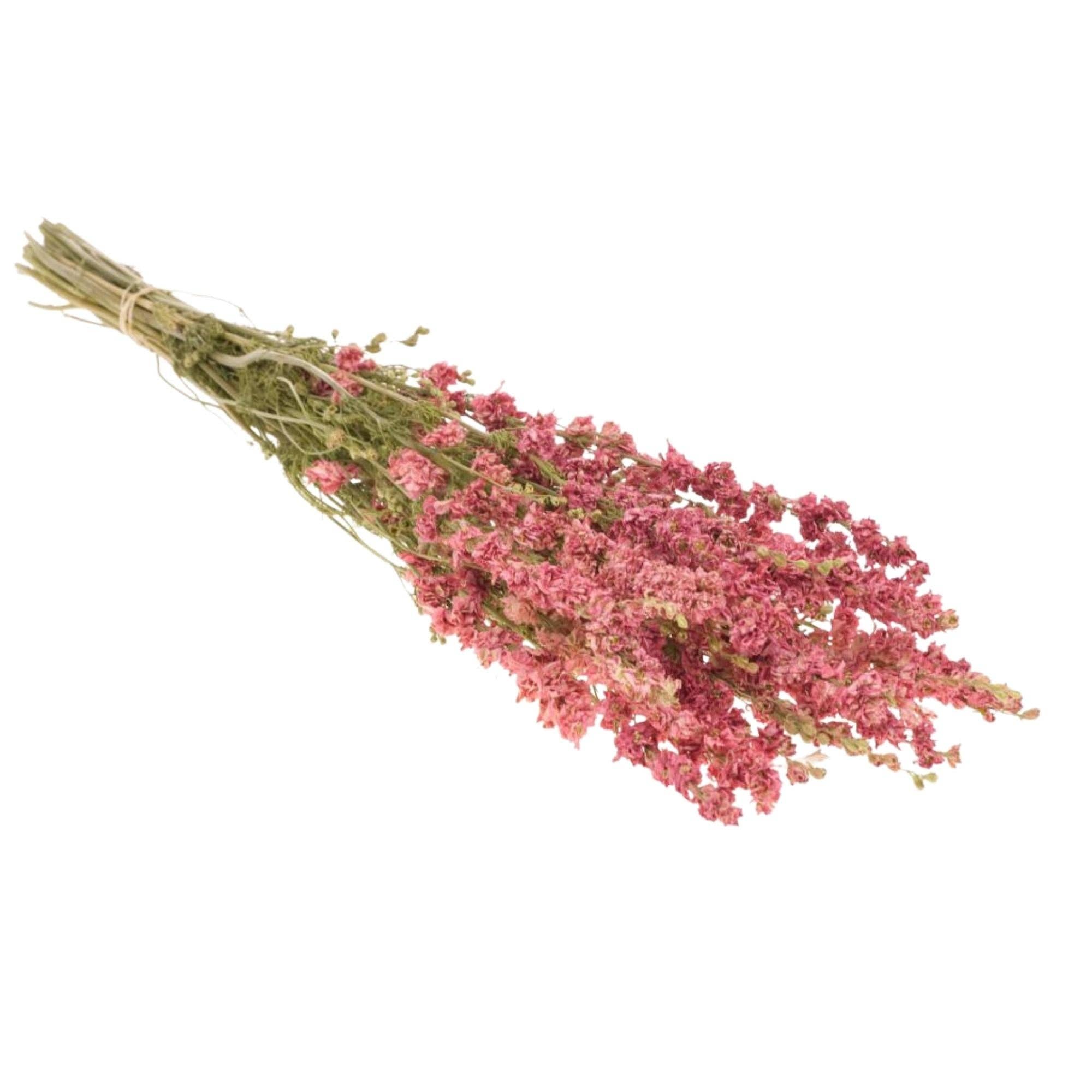 Dried Flowers - Delphinium Natural Pink