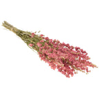 Dried Flowers - Delphinium Natural Pink