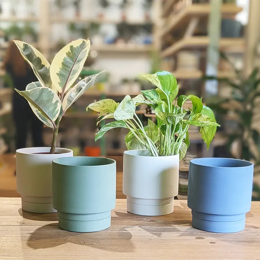 Casey, 5" Pot & Saucer: Pink Blush