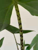 Alocasia Zebrina (19cm pot)