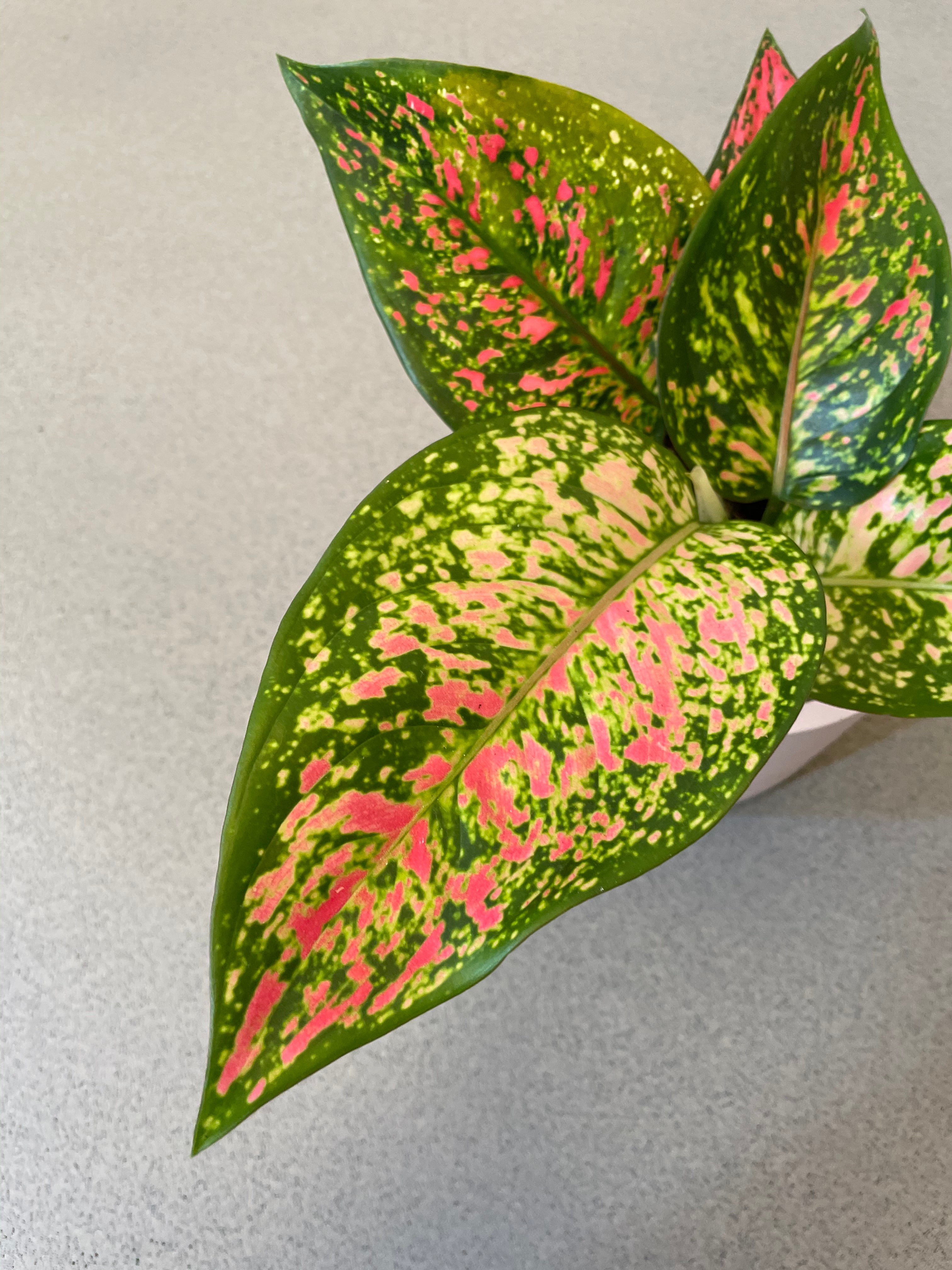 Aglaonema Spotted Star