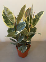 Ficus Elastica Tineke