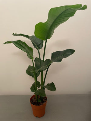 Strelitzia Nicolai (21cm pot)