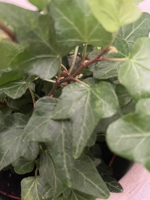 Hedera