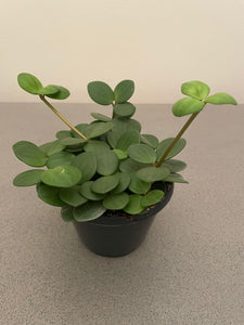 Peperomia hope