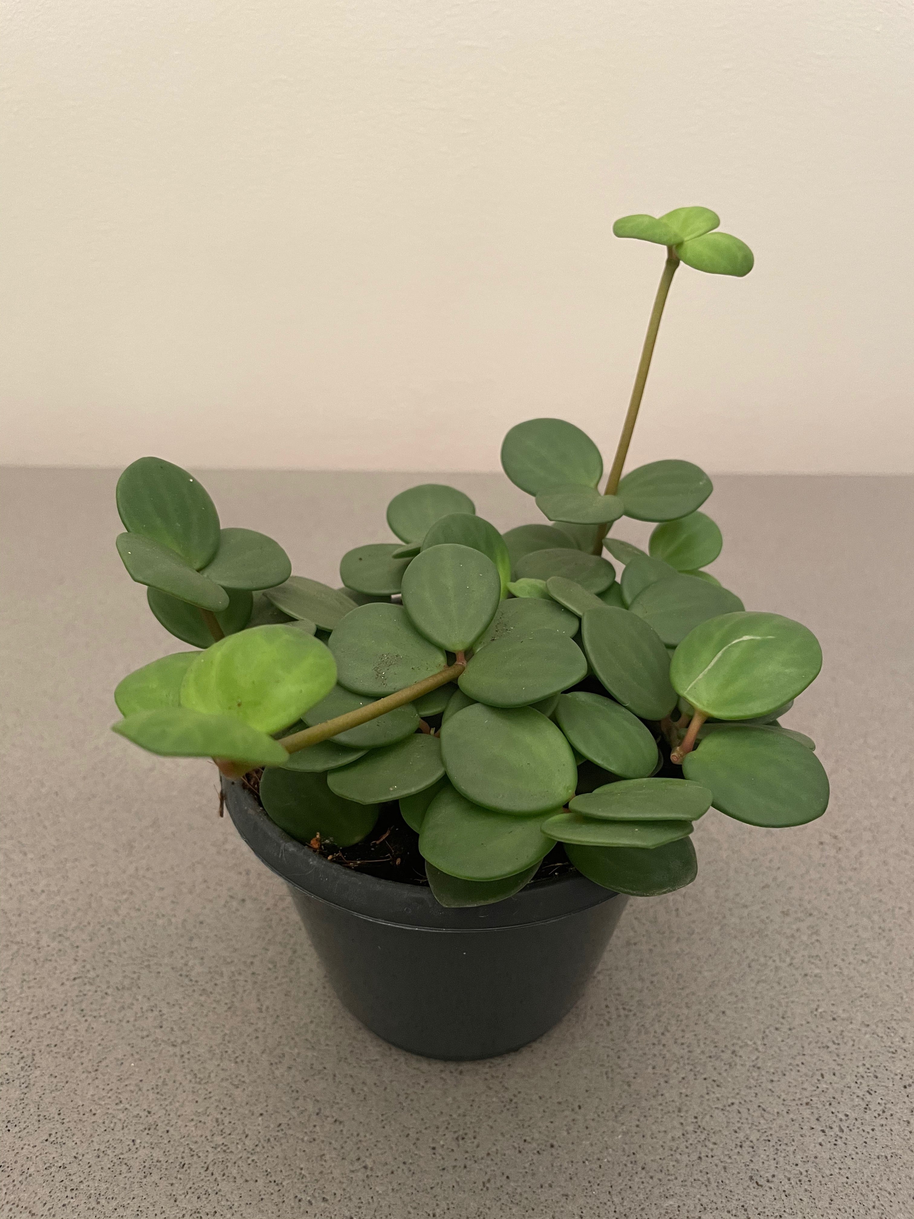 Peperomia hope