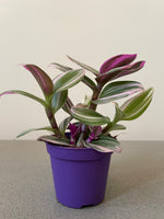 Tradescantia albiflora nanouk