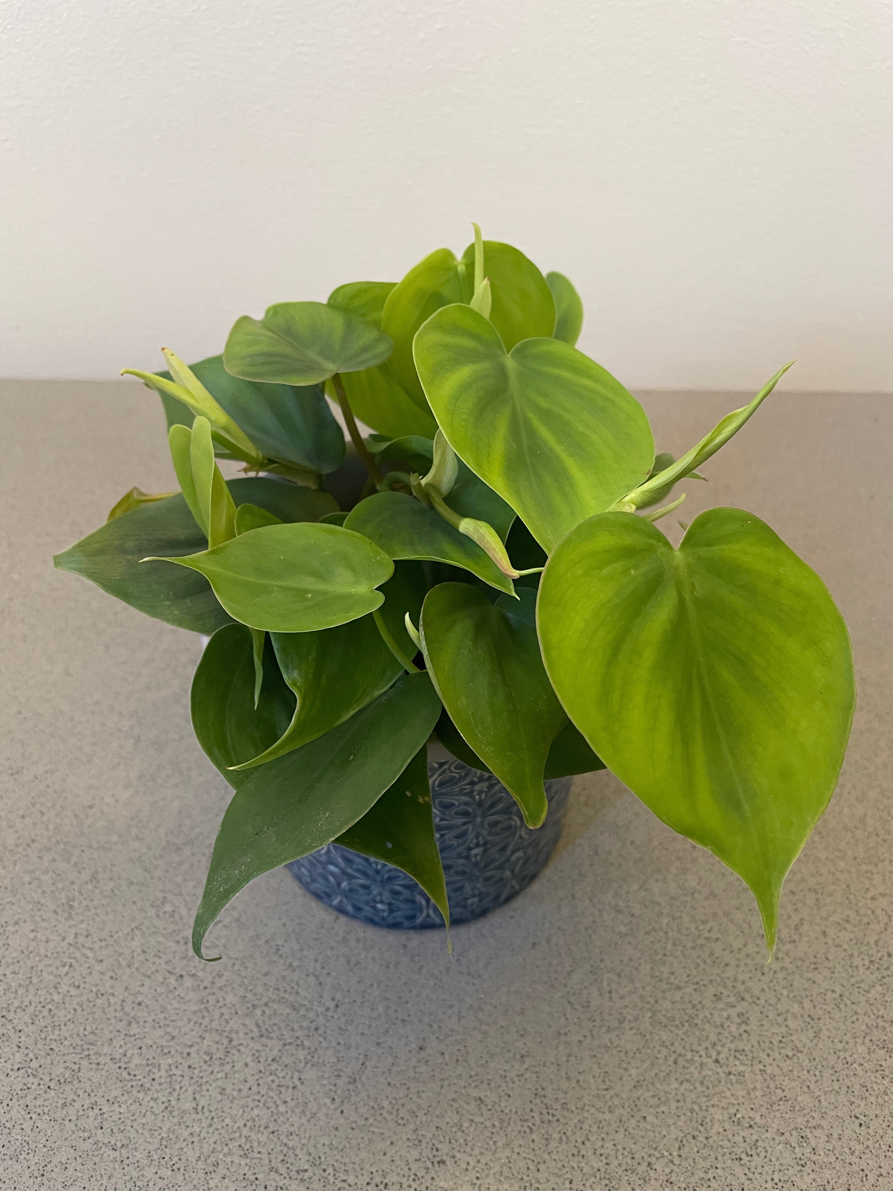 Philodendron scandens