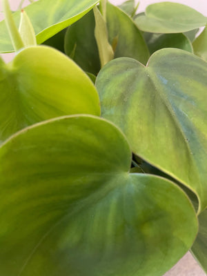 Philodendron scandens
