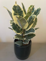 Ficus Elastica Tineke