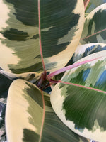 Ficus Elastica Tineke