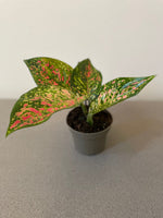 Aglaonema Spotted Star