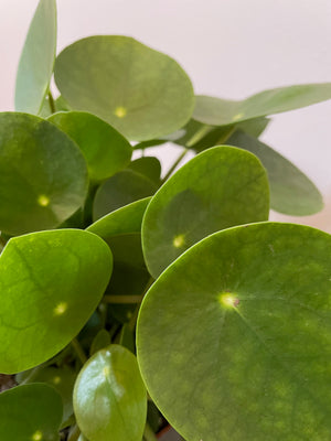Pilea Peperomoides