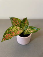 Aglaonema Spotted Star